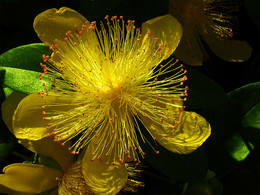 in the sun / ***