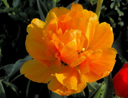 in the sun / ***