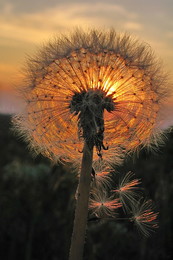 in the sun / ***