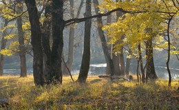 a park / ***