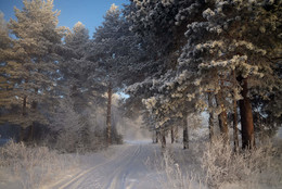 winter / ***