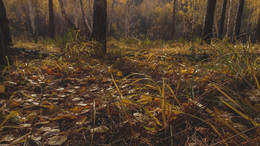 gold autumn / ***