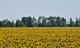 Sunflowers / ***