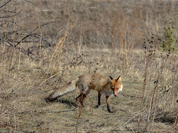 Erfolgreiche Jagd / ***