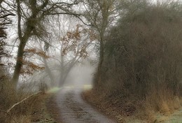 road in the fog / ***