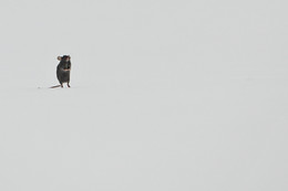 One-man show / ***