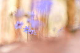 im Leberblümchenwald / im Leberblümchenwald