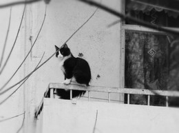 Waiting for Spring / ***