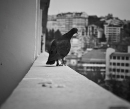 curious pigeon / No comments.