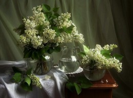 White Lilac / 2016