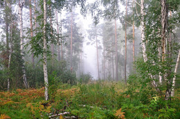 Foggy morning / ***