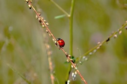 Der Aufstieg / ***