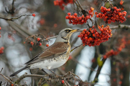 Thrush Fieldfare / ***
