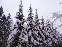 Trees / ***