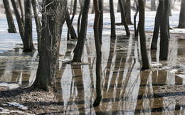 The spring flood ... / ***