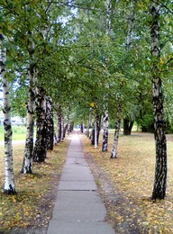 Birch Alley / ***