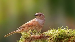 Heckenbraunelle / wildlife
