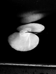 apfel / ***