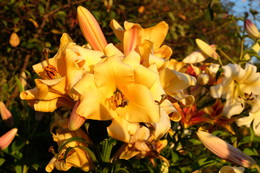 in der Sonne / ***