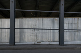Bäume / ***