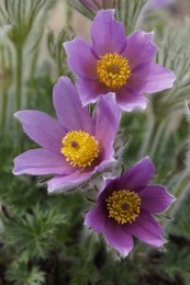 Pasque-flower / ***