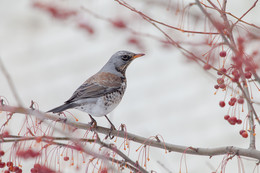 thrush / ***