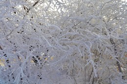 Frost / ***