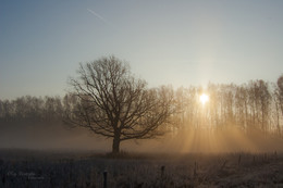 Old Oak / ***