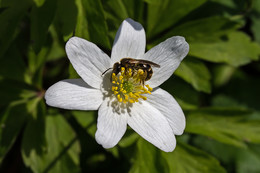 Frühling Geschichte / ***