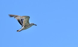 Flug / ***