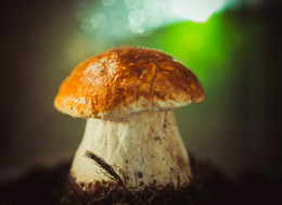 / ***