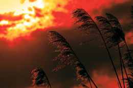 Angst / ***