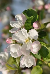 May Blossom / ***