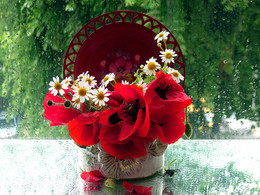 Wildblumen / ***