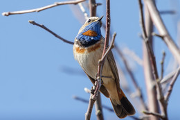 Blaukehlchen / ***