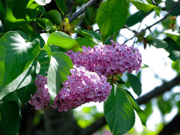 lilac / ***