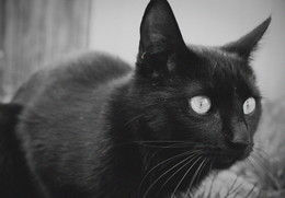 Krakozyabra / No comments.