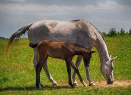 Mother and Child / ***
