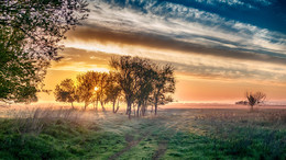 Foggy morning / ***