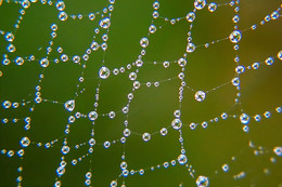Beads / ---