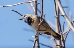 Bluethroat / ***
