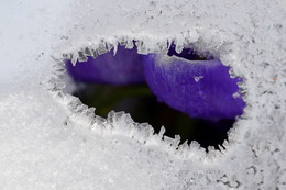 Window into Spring / ***