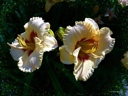 Lilien / ***