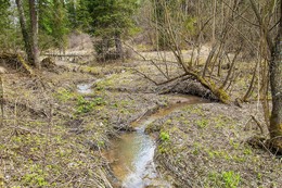 Spaziergang durch den Wald / ***