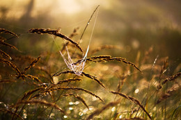 Spinne Hängematte / ***