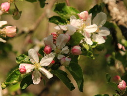 Flowering / ***