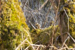 Backenhörnchen / ***