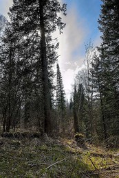 Im Wald / ***
