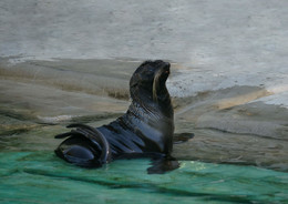  / zoo