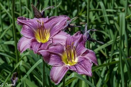 Lilies / ***